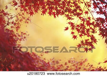 Japanese maple in autumn, Kyoto Prefecture, Honshu, Japan View Large Photo Image Stock Image - Japanese maple in autumn, Kyoto Prefecture, Honshu, Japan. Fotosearch