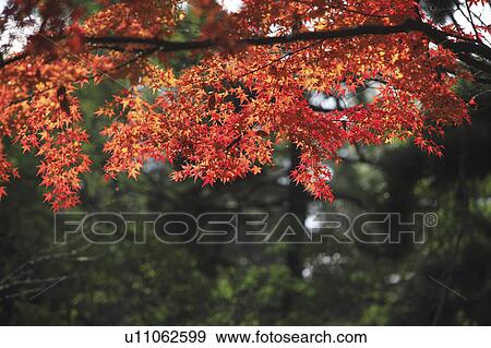 Stock Photo - Japanese maple in autumn, Kyoto Prefecture, Honshu, Japan. Fotosearch