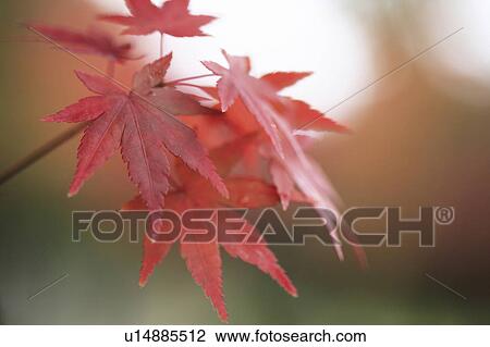 Stock Image - Japanese maple in autumn, Nara Prefecture, Honshu, Japan. Fotosearch