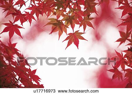 Stock Image - Japanese maple in autumn, Nara Prefecture, Honshu, Japan. Fotosearch