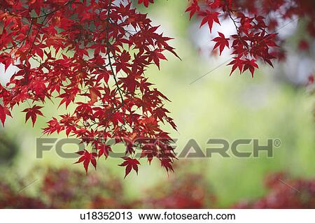 Stock Image - Japanese maple in autumn, Nara Prefecture, Honshu, Japan. Fotosearch