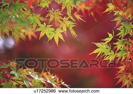 Stock Photograph - Japanese maple in autumn, Nara Prefecture, Honshu, Japan. Fotosearch