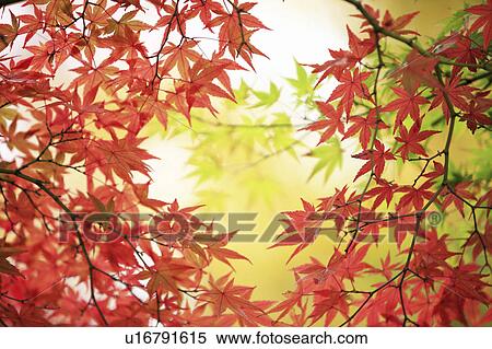 Japanese maple in autumn, Nara Prefecture, Honshu, Japan View Large Photo Image Stock Photography - Japanese maple in autumn, Nara Prefecture, Honshu, Japan. Fotosearch