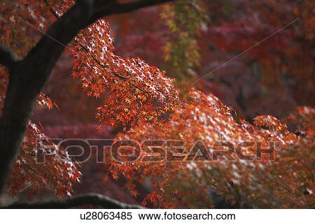 Japanese maple in autumn, Nara Prefecture, Honshu, Japan View Large Photo Image Stock Photography - Japanese maple in autumn, Nara Prefecture, Honshu, Japan. Fotosearch