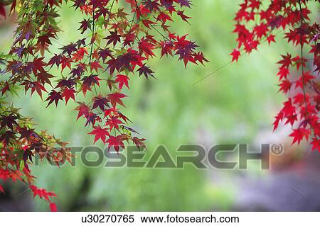 Stock Photography - Japanese maple in autumn, Nara Prefecture, Honshu, Japan. Fotosearch