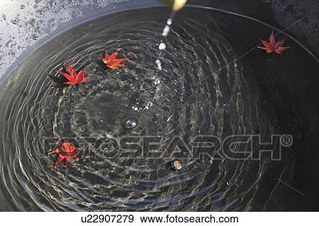 Stock Photo - Japanese maple leaves floating on water. Fotosearch