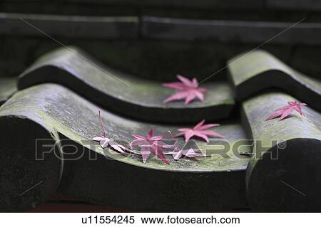 Japanese maple leaves on roof tile, Nara Prefecture, Honshu, Japan View Large Photo Image Stock Photography - Japanese maple leaves on roof tile, Nara Prefecture, Honshu, Japan. Fotosearch