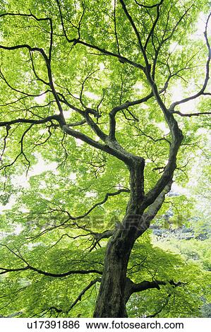 Stock Photograph - Japanese Maple Tree. Fotosearch