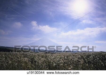 Japanese Pampas Grass and Mount Fuji View Large Photo Image Picture - Japanese Pampas Grass and Mount Fuji. Fotosearch