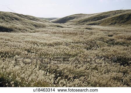 Picture - Japanese Pampas Grass Growing at Mount Aso. Fotosearch