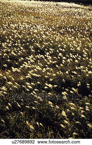 Stock Image - Japanese Pampas Grass. Fotosearch