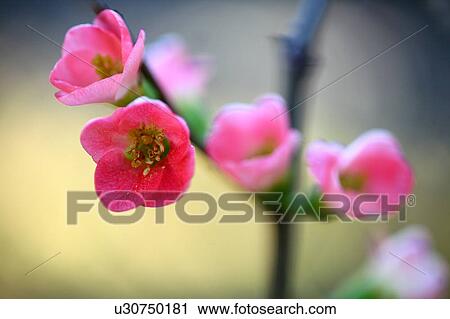 Japanese Quince Blossoms View Large Photo Image Stock Image - Japanese Quince Blossoms. Fotosearch