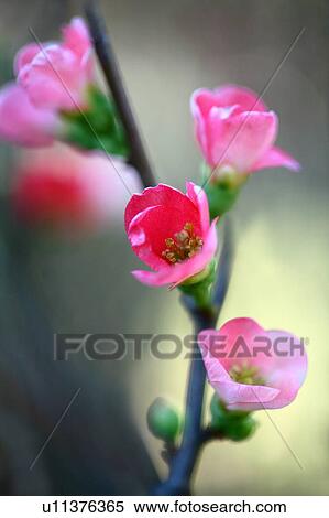 Stock Photography - Japanese Quince Flowers. Fotosearch