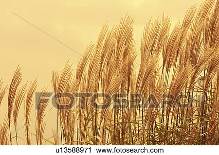 Stock Image - Japanese Silver Grass. Fotosearch