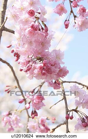 Picture - Japanese Weeping Cherry Tree Blossoms. Fotosearch