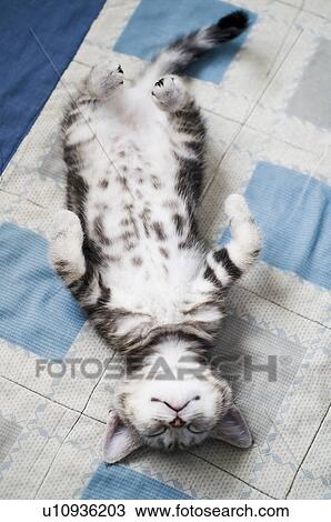 Stock Image - Kitten Relaxing. Fotosearch