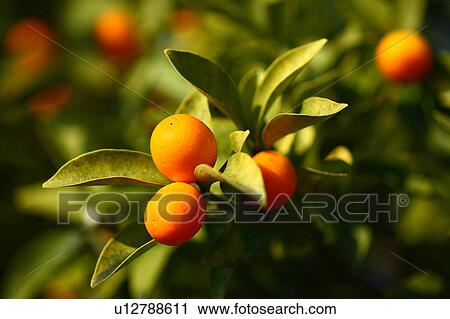 Stock Image - Kumquat Fruits. Fotosearch