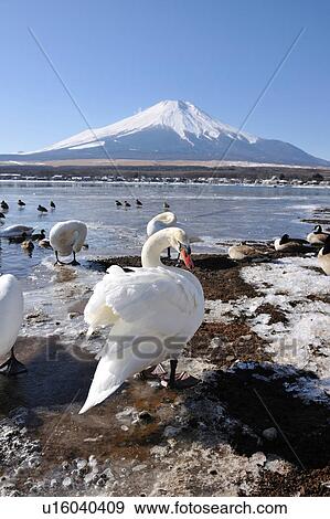 Stock Photo - Lake Yamanaka and Mt. Fuji, Yamanashi Prefecture, Honshu, Japan. Fotosearch