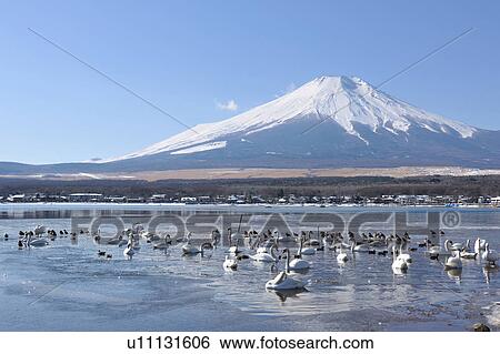 Stock Photograph - Lake Yamanaka and Mt. Fuji, Yamanashi Prefecture, Honshu, Japan. Fotosearch
