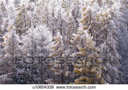Larch Trees Covered in Frost View Large Photo Image Stock Photo - Larch Trees Covered in Frost. Fotosearch