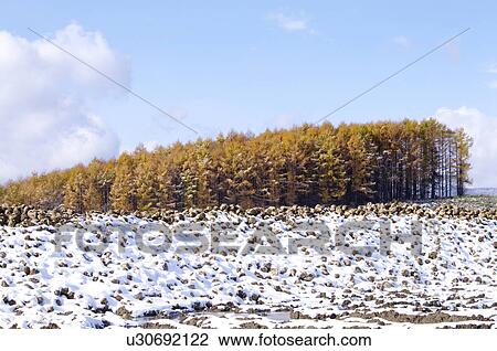 Stock Image - Larch Trees in Early Winter. Fotosearch