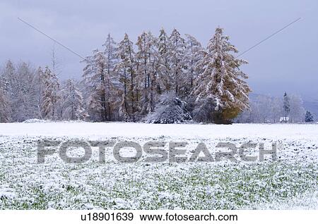 Larch Trees in Winter View Large Photo Image Stock Photo - Larch Trees in Winter. Fotosearch