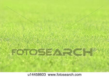 Lawn View Large Photo Image Stock Image - Lawn. Fotosearch