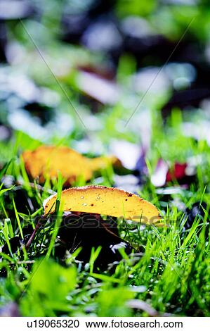 Leaf grass, selective focus View Large Photo Image Stock Image - Leaf grass, selective focus. Fotosearch