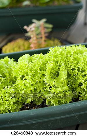 Stock Photo - Lettuce growing in pot. Fotosearch