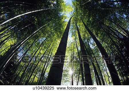 Low Angle View of Bamboo Grove View Large Photo Image Stock Photography - Low Angle View of Bamboo Grove. Fotosearch