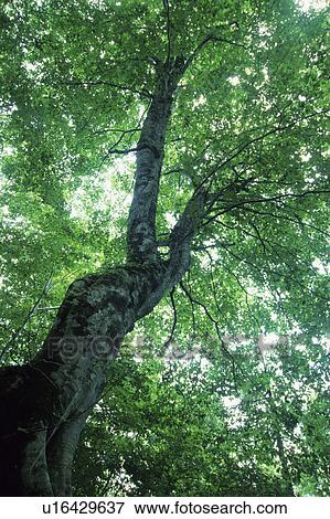 Low Angle View of Beech Tree View Large Photo Image Stock Photo - Low Angle View of Beech Tree. Fotosearch