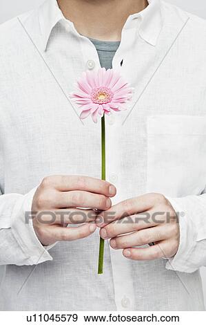 Man holding a gerbera View Large Photo Image Stock Photo - Man holding a gerbera. Fotosearch