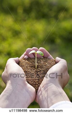 Man holding sapling View Large Photo Image Stock Photo - Man holding sapling. Fotosearch