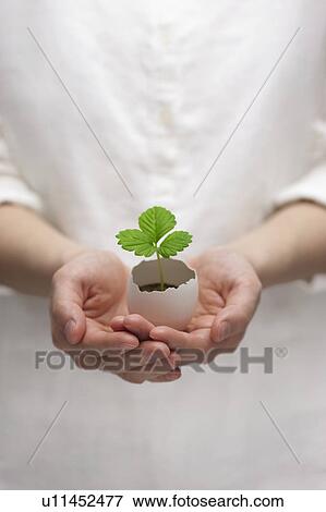 Stock Photo - Man holding sapling. Fotosearch