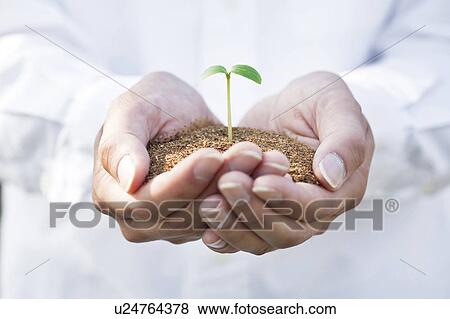 Stock Photo - Man holding sapling. Fotosearch