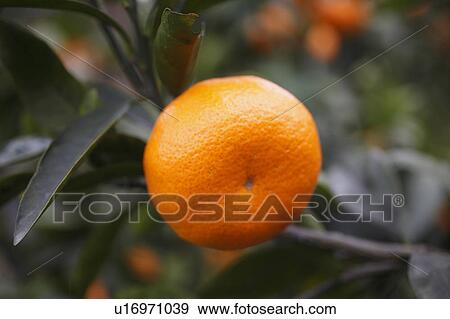 Mandarin Orange View Large Photo Image Stock Photo - Mandarin Orange. Fotosearch