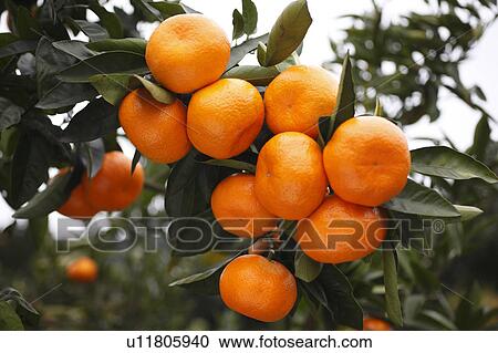 Stock Image - Mandarin Oranges. Fotosearch