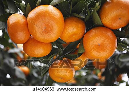 Stock Image - Mandarin Oranges. Fotosearch