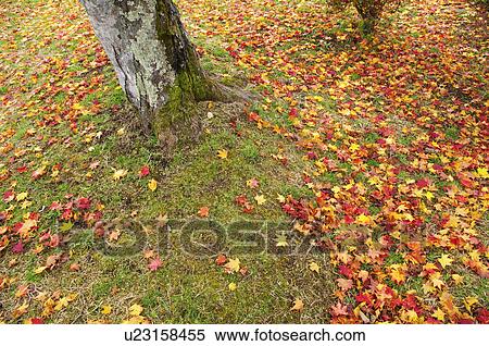 Stock Photography - Maple Leaves on Ground. Fotosearch