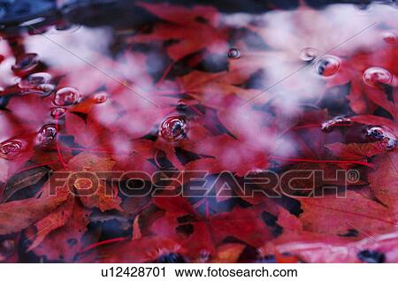 Stock Image - Maple Leaves Under Water. Fotosearch