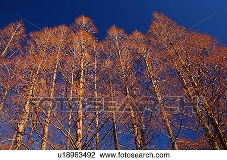 Metasequoia Trees Against Blue Sky View Large Photo Image Stock Image - Metasequoia Trees Against Blue Sky. Fotosearch