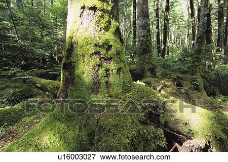 Moss Covered Tree View Large Photo Image Stock Photo - Moss Covered Tree. Fotosearch
