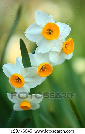Stock Photo - Narcissus Flowers. Fotosearch