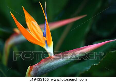 Oiseau Paradis Fleur Banques De Photographies