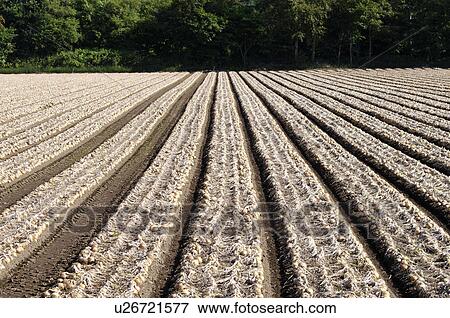 Stock Photo - Onion Field. Fotosearch