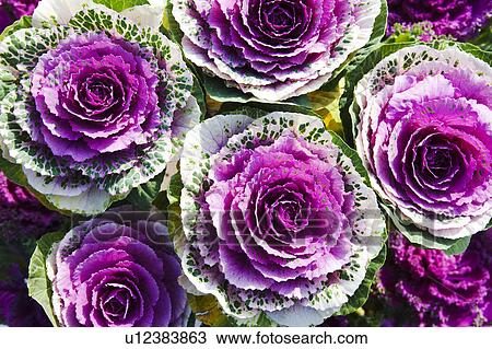 Ornamental Kale View Large Photo Image Stock Image - Ornamental Kale. Fotosearch