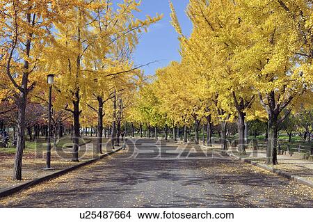 Picture - Osaka Castle Park in Autumn. Fotosearch