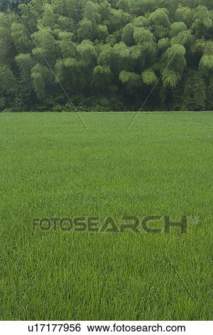 Stock Photograph - Paddy Field and Bamboo Grove. Fotosearch