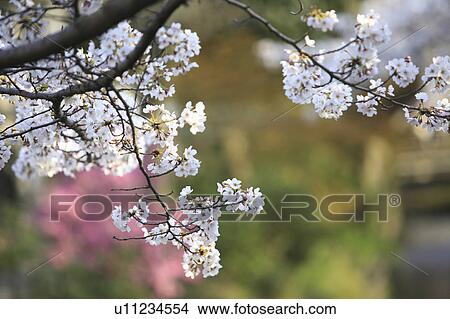 Picture - Peach Blossom Tree. Fotosearch