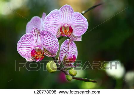 Stock Photo - Phalaenopsis Orchid. Fotosearch